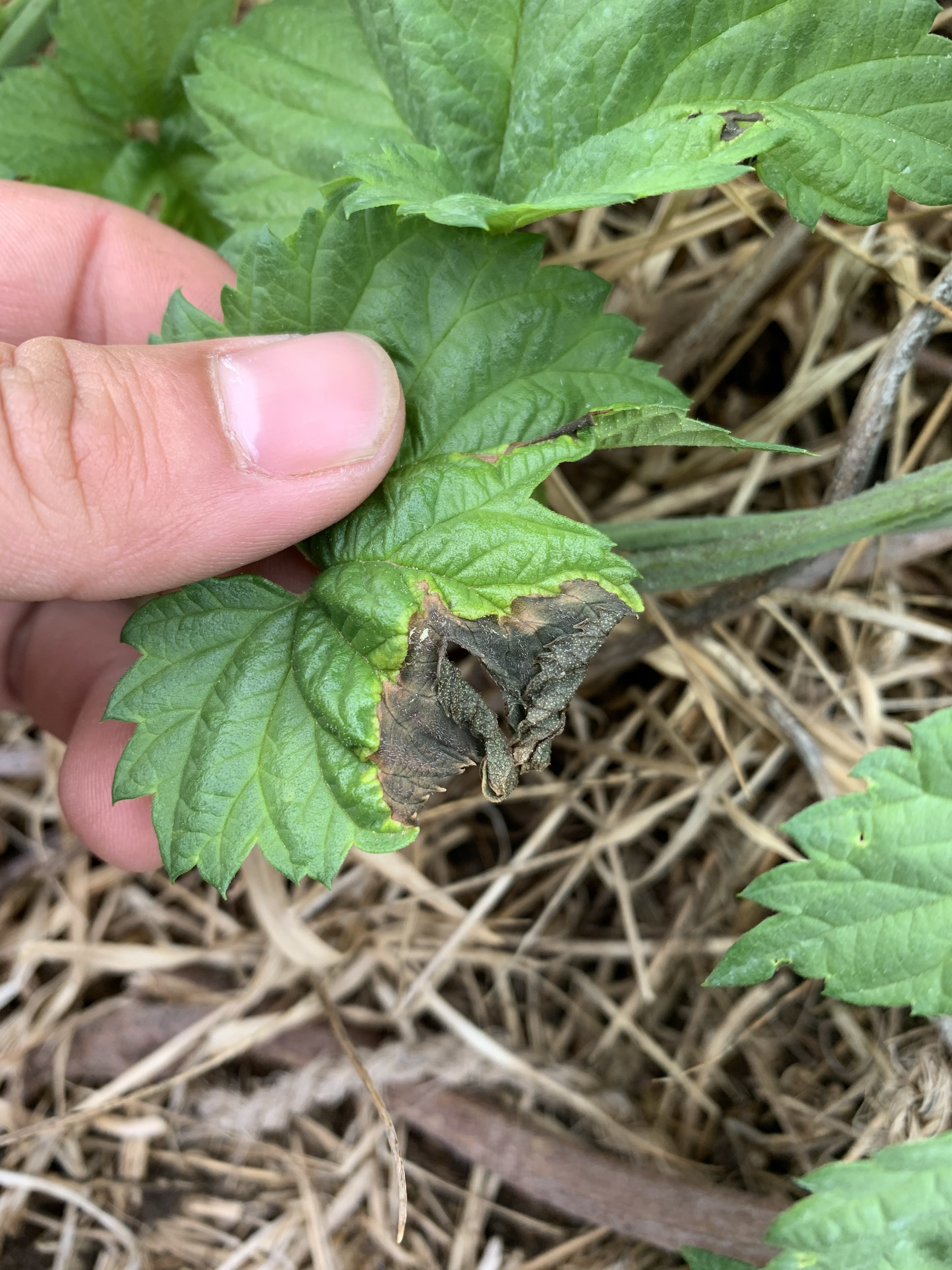 Typical symptoms of halo blight on leaves